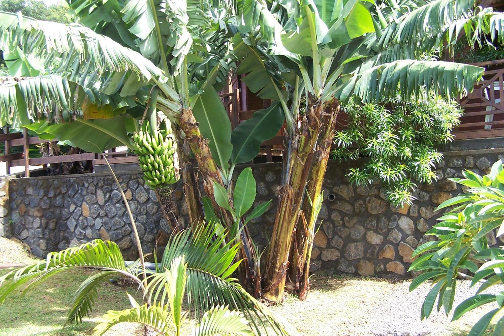 Les Bungalows Les Vanilliers, Sud Sauvage Avec Piscine Saint-Joseph Quarto foto